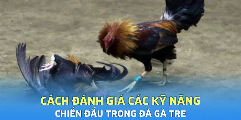 Cách đánh giá các kỹ năng chiến đấu trong đá gà tre
