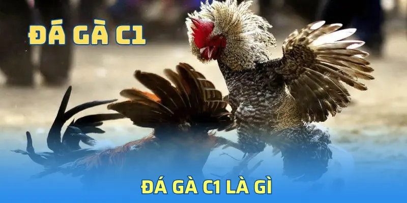 Đá gà C1 là gì