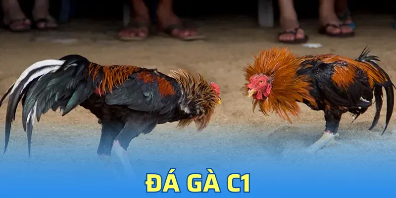 Đá Gà C1 - Ưu Điểm Nổi Bật Thu Hút Nhiều Người Chơi