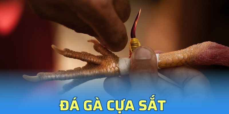 Đá Gà Cựa Sắt - Đấu Trường Khắc Nghiệt Nhất Năm 2025