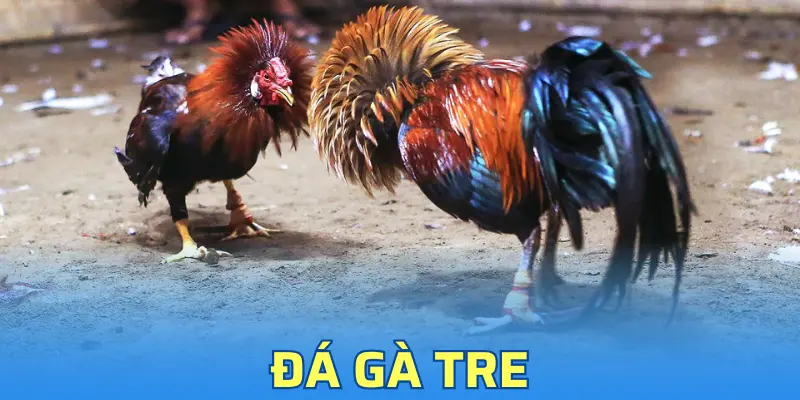 Đá Gà Tre - Cách Nhận Biết Chiến Kê Đá Hay Chuẩn 100%