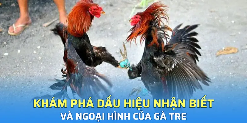 Khám phá dấu hiệu nhận biết và ngoại hình của gà tre