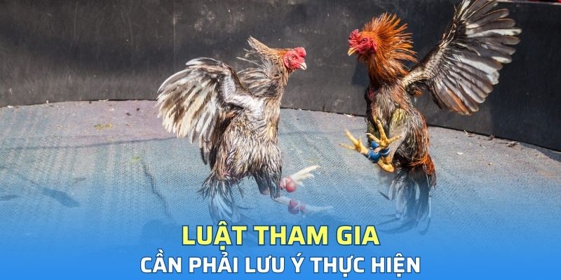 Luật tham gia cần phải lưu ý thực hiện