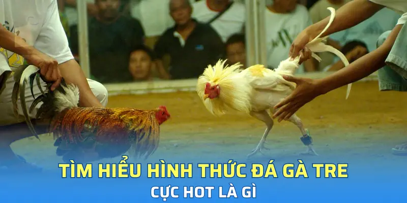 Tìm hiểu hình thức đá gà tre cực hot là gì