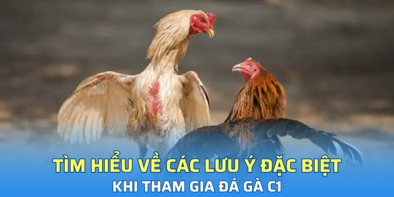 Tìm hiểu về các lưu ý đặc biệt khi tham gia đá gà C1