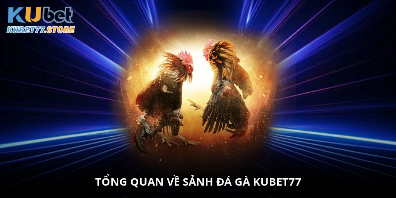 Tổng quan về sảnh đá gà Kubet77