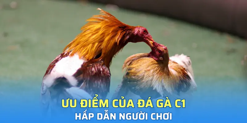 Ưu điểm của đá gà C1 hấp dẫn người chơi